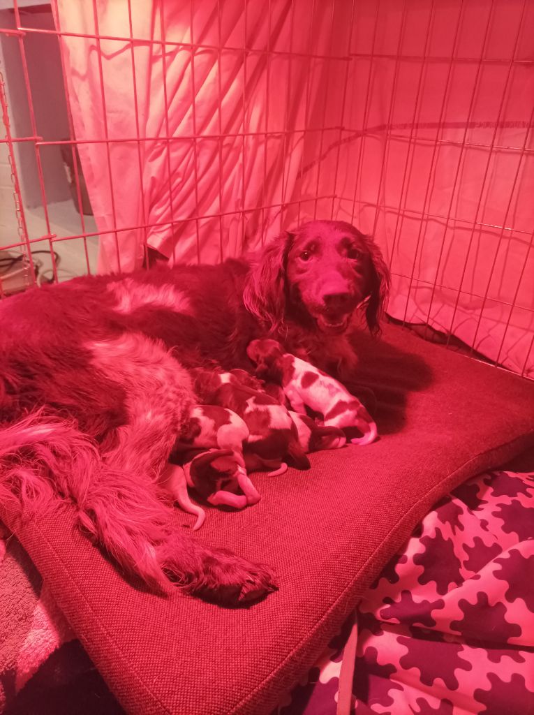 Chiot Petit Epagneul de Münster Du Domaine Du Cheneu